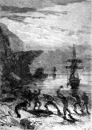Durante la noche, la tripulación del Duncan hizo buena caza, pasando de la vida a la muerte a unas cincuenta grandes focas